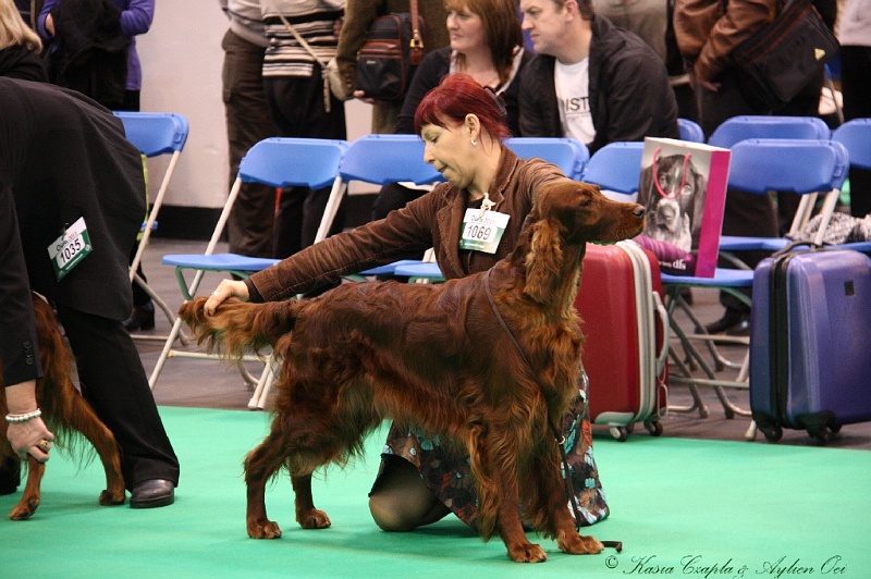 Crufts2011 458.jpg